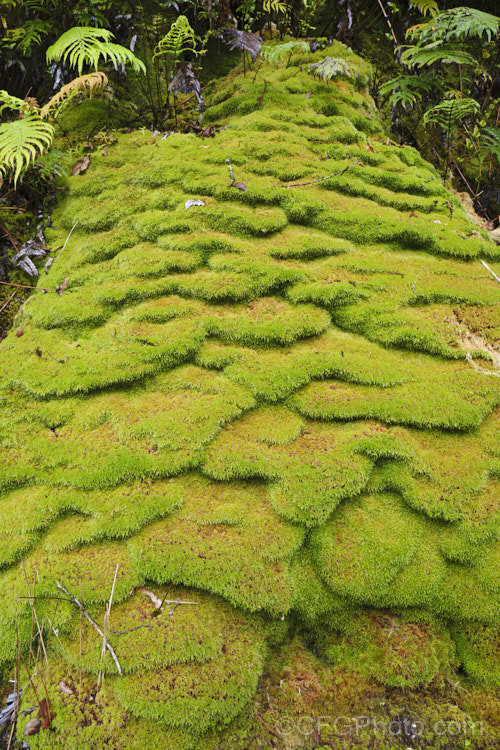 Sphagnum Moss (<i>Sphagnum cristatum</i>), this is the common sphagnum moss found in high rainfall areas of New Zealand andAustralia. It is harvested commercially, mainly for the horticultural industry. sphagnum-3323htm'>Sphagnum. <a href='sphagnaceae-plant-family-photoshtml'>Sphagnaceae</a>.