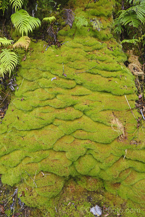Sphagnum Moss (<i>Sphagnum cristatum</i>), this is the common sphagnum moss found in high rainfall areas of New Zealand andAustralia. It is harvested commercially, mainly for the horticultural industry. sphagnum-3323htm'>Sphagnum. <a href='sphagnaceae-plant-family-photoshtml'>Sphagnaceae</a>.