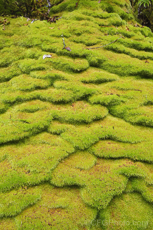 Sphagnum Moss (<i>Sphagnum cristatum</i>), this is the common sphagnum moss found in high rainfall areas of New Zealand andAustralia. It is harvested commercially, mainly for the horticultural industry. sphagnum-3323htm'>Sphagnum. <a href='sphagnaceae-plant-family-photoshtml'>Sphagnaceae</a>.