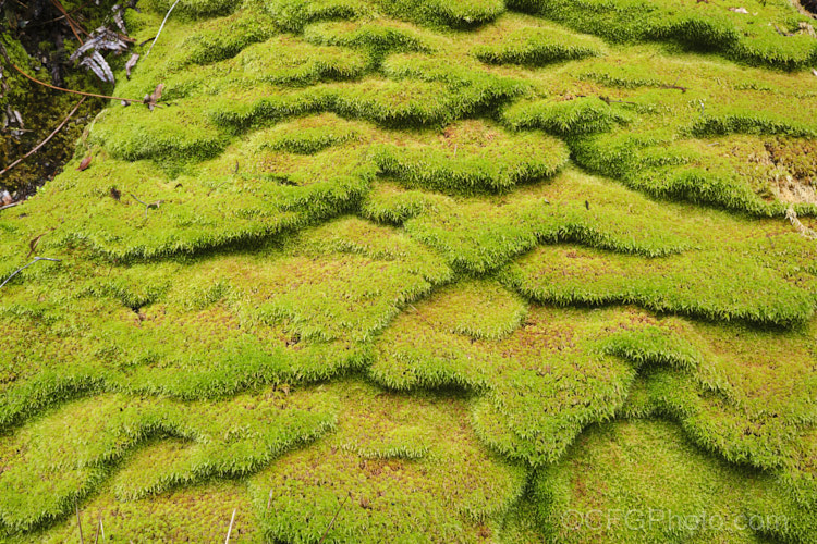 Sphagnum Moss (<i>Sphagnum cristatum</i>), this is the common sphagnum moss found in high rainfall areas of New Zealand andAustralia. It is harvested commercially, mainly for the horticultural industry. sphagnum-3323htm'>Sphagnum. <a href='sphagnaceae-plant-family-photoshtml'>Sphagnaceae</a>.