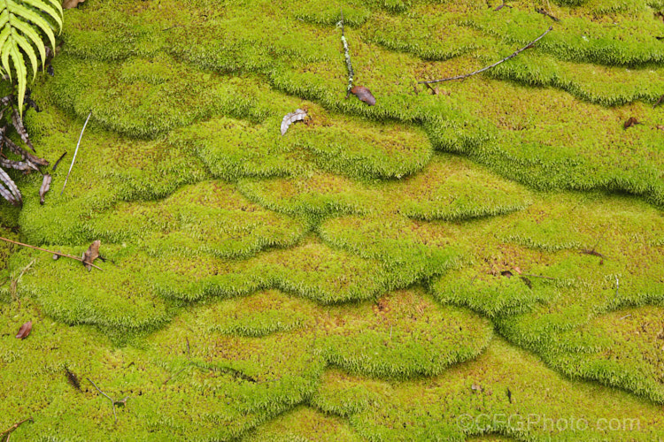 Sphagnum Moss (<i>Sphagnum cristatum</i>), this is the common sphagnum moss found in high rainfall areas of New Zealand andAustralia. It is harvested commercially, mainly for the horticultural industry. sphagnum-3323htm'>Sphagnum. <a href='sphagnaceae-plant-family-photoshtml'>Sphagnaceae</a>.