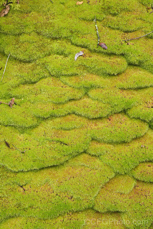 Sphagnum Moss (<i>Sphagnum cristatum</i>), this is the common sphagnum moss found in high rainfall areas of New Zealand andAustralia. It is harvested commercially, mainly for the horticultural industry. sphagnum-3323htm'>Sphagnum. <a href='sphagnaceae-plant-family-photoshtml'>Sphagnaceae</a>.