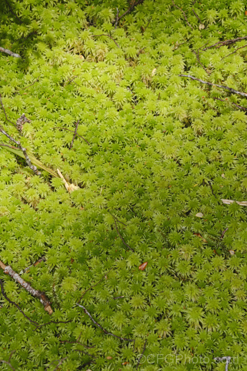Sphagnum Moss (<i>Sphagnum cristatum</i>), this is the common sphagnum moss found in high rainfall areas of New Zealand andAustralia. It is harvested commercially, mainly for the horticultural industry. sphagnum-3323htm'>Sphagnum. <a href='sphagnaceae-plant-family-photoshtml'>Sphagnaceae</a>.