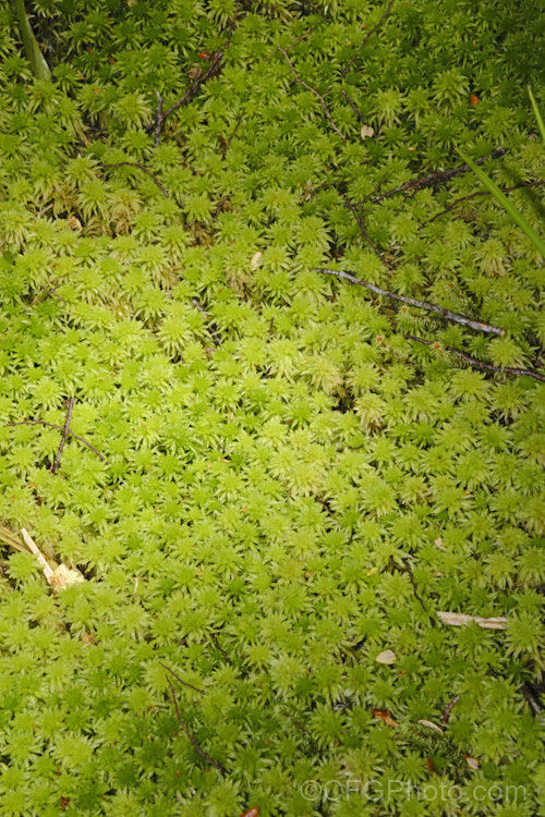 Sphagnum Moss (<i>Sphagnum cristatum</i>), this is the common sphagnum moss found in high rainfall areas of New Zealand andAustralia. It is harvested commercially, mainly for the horticultural industry. sphagnum-3323htm'>Sphagnum. <a href='sphagnaceae-plant-family-photoshtml'>Sphagnaceae</a>.
