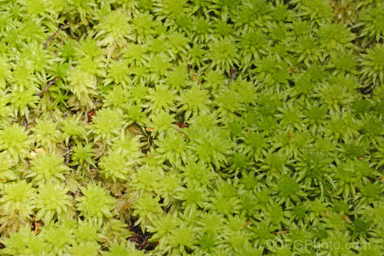 Sphagnum Moss (<i>Sphagnum cristatum</i>), this is the common sphagnum moss found in high rainfall areas of New Zealand andAustralia. It is harvested commercially, mainly for the horticultural industry. sphagnum-3323htm'>Sphagnum. <a href='sphagnaceae-plant-family-photoshtml'>Sphagnaceae</a>.