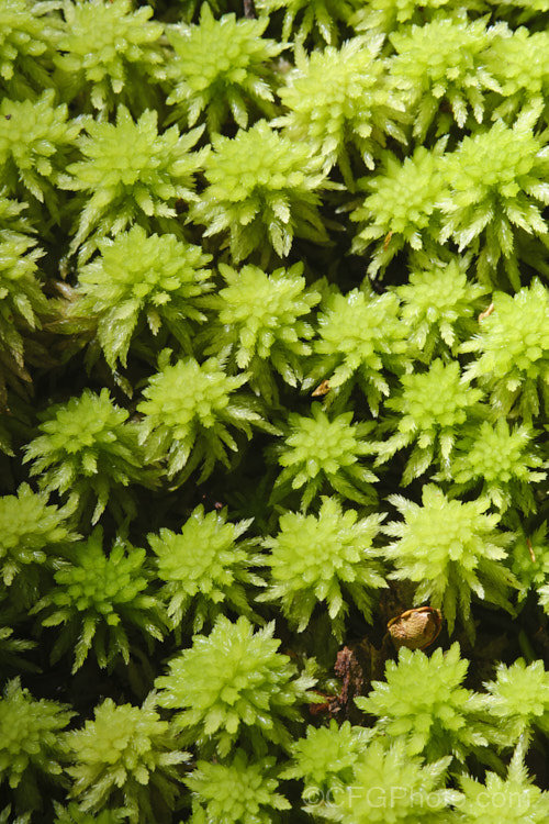 Sphagnum Moss (<i>Sphagnum cristatum</i>), this is the common sphagnum moss found in high rainfall areas of New Zealand andAustralia. It is harvested commercially, mainly for the horticultural industry. sphagnum-3323htm'>Sphagnum. <a href='sphagnaceae-plant-family-photoshtml'>Sphagnaceae</a>.