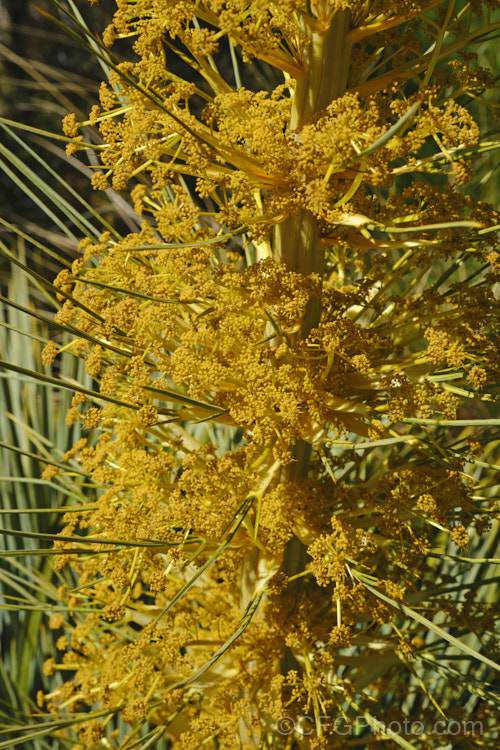 Golden Speargrass or Golden Spaniard (<i>Aciphylla aurea</i>), a tough subalpine to alpine perennial from the southern North Island and South Island of New Zealand. The foliage rosettes are up to 1m wide and the leaves are tipped with fierce spines. The flower stems, which develop in summer, are up to 25m tall