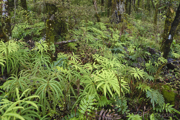Umbrella. Fern (<i>Sticherus cunninghamii</i>), a very distinctive New Zealand fern found in wetter lowland areas of the South Island and Stewart Island and at higher altitudes in the North Island Order: Gleicheniales, Family: Gleicheniaceae