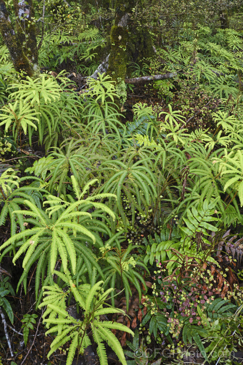 Umbrella. Fern (<i>Sticherus cunninghamii</i>), a very distinctive New Zealand fern found in wetter lowland areas of the South Island and Stewart Island and at higher altitudes in the North Island. Order: Gleicheniales, Family: Gleicheniaceae