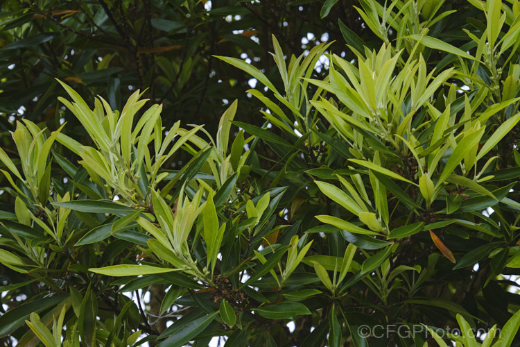 Toro (<i>Myrsine salicina [syn. Rapanea salicina]), an evergreen shrub or small tree to 10m tall native to New Zealand Heads of small cream flowers open in spring. Its thick, leathery leaves are one of the preferred foods of the introduced brushtail possum (<i>Trichosurus vulpecula</i>), which has greatly reduced the wild population. myrsine-3168htm'>Myrsine.