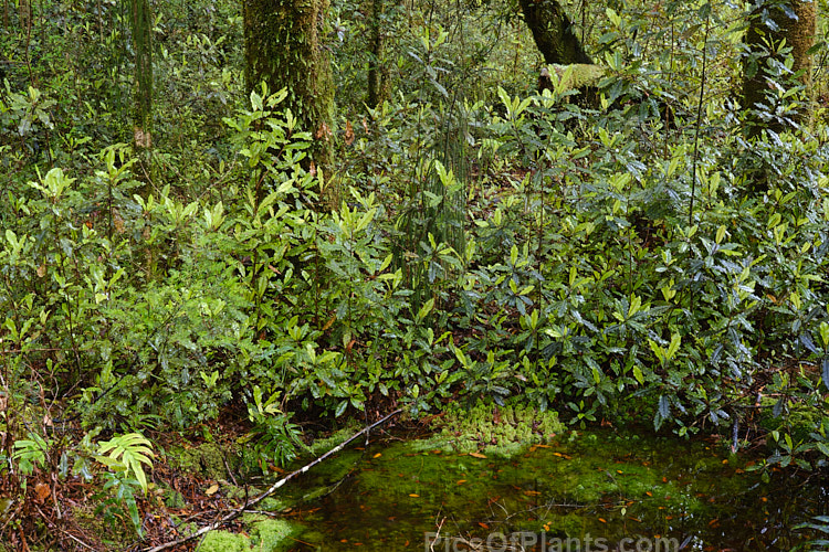 Westland Quintinia or Tawheowheo (<i>Quintinia serrata</i>), a small evergreen tree to 8m tall, found in the western areas of New Zealand from around Auckland to Hokitika. The bronze green leaves have wavy edges and are mottled or irregularly blotched. It appears similar to Pittosporum eugenioides but occurs in far shadier conditions. Order: Paracryphiales, Family: Paracryphiaceae