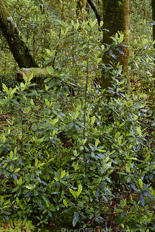 Westland Quintinia or Tawheowheo (<i>Quintinia serrata</i>), a small evergreen tree to 8m tall, found in the western areas of New Zealand from around Auckland to Hokitika. The bronze green leaves have wavy edges and are mottled or irregularly blotched. It appears similar to Pittosporum eugenioides but occurs in far shadier conditions. Order: Paracryphiales, Family: Paracryphiaceae