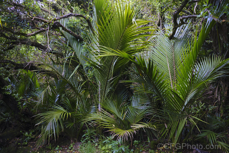 Young. Nikau Palms or Shaving Brush Palms (<i>Rhopalostylis sapida</i>), a New Zealand feather palm also found at 44S in the Chatham Islands, making it the southernmost palm. rhopalostylis-2553htm'>Rhopalostylis.