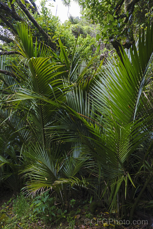 Young. Nikau Palms or Shaving Brush Palms (<i>Rhopalostylis sapida</i>), a New Zealand feather palm also found at 44S in the Chatham Islands, making it the southernmost palm. rhopalostylis-2553htm'>Rhopalostylis.