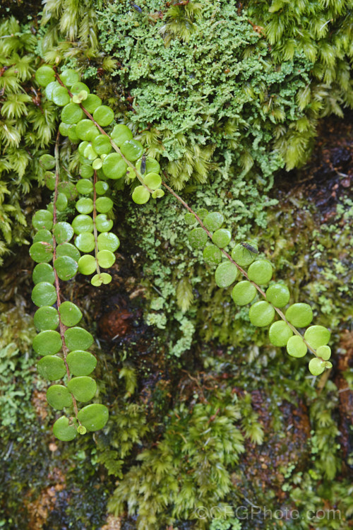 A seedling of Climbing Rata. Vine (<i>Metrosideros carminea</i>), an evergreen, spring-flowering climber native to New Zealand In the wild an epiphytic strangler, it can spread to over 15m wide and has nectar-rich flowers