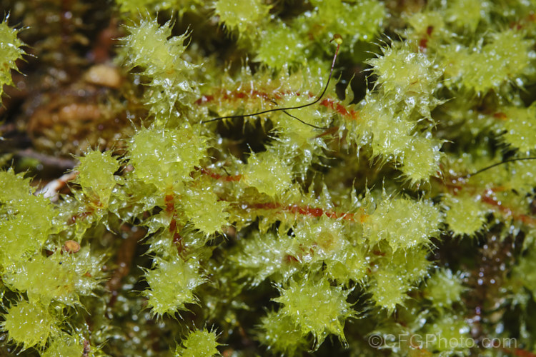 Pipe. Cleaner Moss (<i>Ptychomnion aciculare</i>), a moss with erect of spreading stems. It occurs over much of the southern Pacific region, especially in temperate rainforest. ptychomnion-3242htm'>Ptychomnion. <a href='ptychomniaceae-plant-family-photoshtml'>Ptychomniaceae</a>.