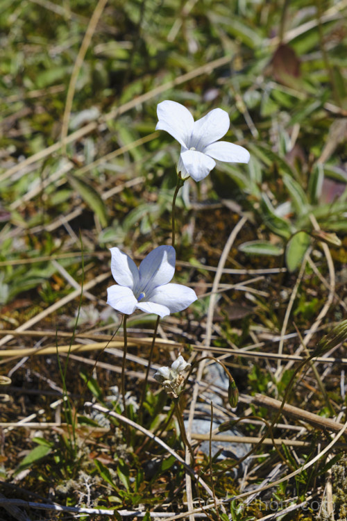 New Zealand Harebell or Bluebell (<i>Wahlenbergia albomarginata</i>), a small, tufted, clump-forming perennial found mainly in the east of the South Island of New Zealand wahlenbergia-2930htm'>Wahlenbergia. <a href='campanulaceae-plant-family-photoshtml'>Campanulaceae</a>.