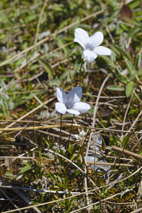 New Zealand Harebell or Bluebell (<i>Wahlenbergia albomarginata</i>), a small, tufted, clump-forming perennial found mainly in the east of the South Island of New Zealand wahlenbergia-2930htm'>Wahlenbergia. <a href='campanulaceae-plant-family-photoshtml'>Campanulaceae</a>.