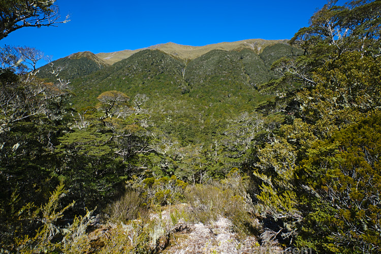 This waterfall near the St James Walkway, New Zealand is relatively small in volume but but cascades down from a considerable height over multiple tiers. In this image looking through the southern beech (<i>Nothofagaceae species</i>) forest, it can just be seen in the centre. Order: Fagales, Family: Nothofagaceae