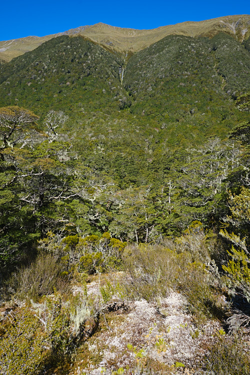 This waterfall near the St James Walkway, New Zealand is relatively small in volume but but cascades down from a considerable height over multiple tiers. In this image looking through the southern beech (<i>Nothofagaceae species</i>) forest, it can just be seen in the centre. Order: Fagales, Family: Nothofagaceae