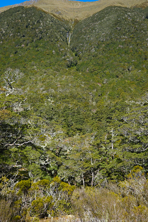 This waterfall near the St James Walkway, New Zealand is relatively small in volume but but cascades down from a considerable height over multiple tiers. In this image looking through the southern beech (<i>Nothofagaceae species</i>) forest, it can just be seen in the centre. Order: Fagales, Family: Nothofagaceae