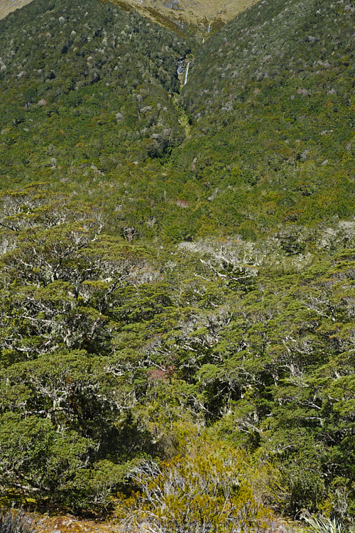 This waterfall near the St James Walkway, New Zealand is relatively small in volume but but cascades down from a considerable height over multiple tiers. In this image looking through the southern beech (<i>Nothofagaceae species</i>) forest, it can just be seen in the centre. Order: Fagales, Family: Nothofagaceae