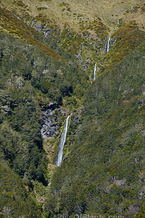 This waterfall near the St James Walkway, New Zealand is relatively small in volume but but cascades down from a considerable height over multiple tiers. In this image looking through the southern beech (<i>Nothofagaceae species</i>) forest, it can just be seen in the centre. Order: Fagales, Family: Nothofagaceae