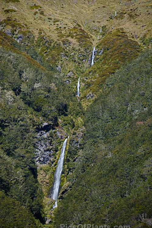 This waterfall near the St James Walkway, New Zealand is relatively small in volume but but cascades down from a considerable height over multiple tiers. In this image looking through the southern beech (<i>Nothofagaceae species</i>) forest, it can just be seen in the centre. Order: Fagales, Family: Nothofagaceae