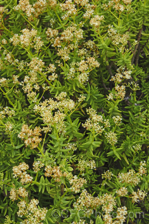 Miniature Pine. Tree (<i>Crassula tetragona</i>), a woody-stemmed evergreen succulent native to South Africa. It can grow to 12m tall and despite looking almost nothing like a pine, it gets its common name from the effect created when grown as a bonsai. Sprays of tiny white flowers appear in summer but are not really a feature. crassula-2829htm'>Crassula. <a href='crassulaceae-plant-family-photoshtml'>Crassulaceae</a>.
