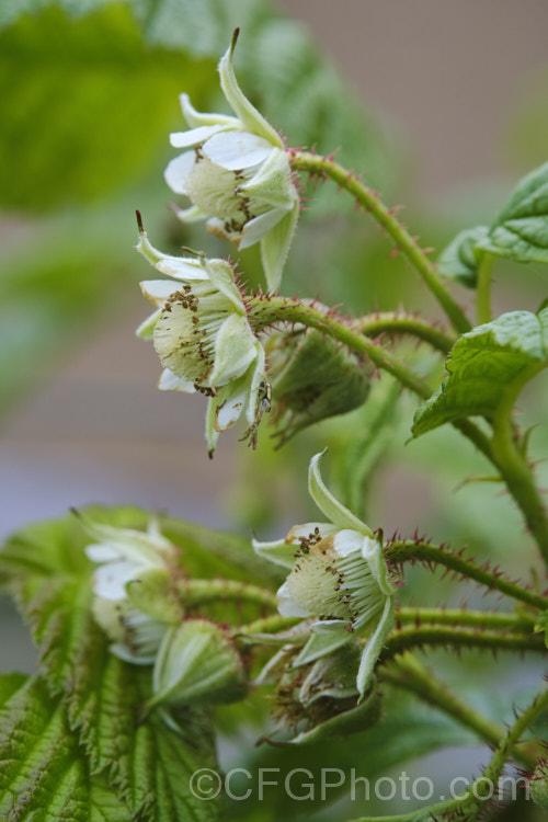 Flowers of the Raspberry (<i>Rubus idaeus</i>), a 15-2m tall deciduous Eurasian shrub that forms a clump of erect, strong-growing canes that are bristly rather than prickly. Its white flowers appear in spring and develop quickly into the familiar edible red fruits. Raspberries are popular for eating fresh, but the texture of the fruit does not appeal to all, so they are perhaps better known in pulped form, used as a flavouring.