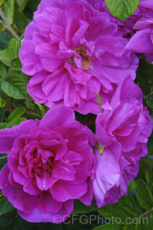 Rosa Parfum de l'Hay', a Rugosa rose hybrid raised by Gravereaux of France and introduced in 1901. Its flowers, which are powerfully scented, repeat sporadically. The bush grows to around 15m tall Order: Rosales, Family: Rosaceae