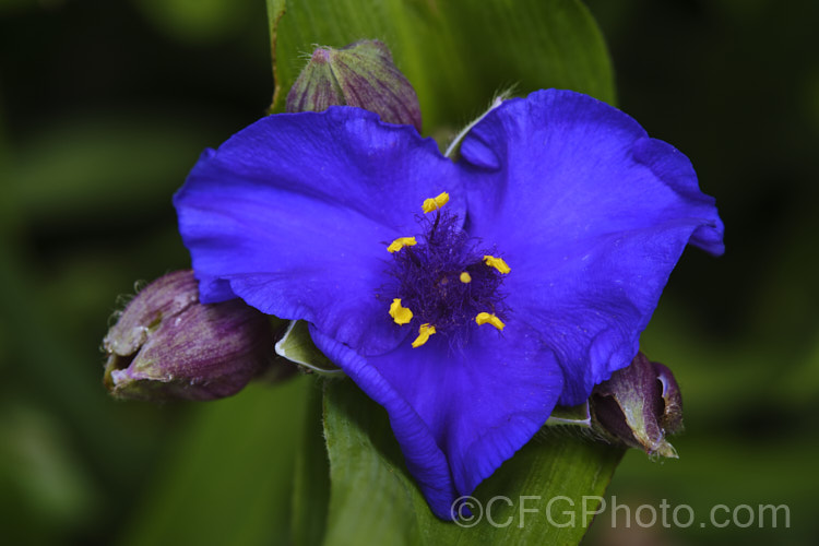 Tradescantia virginiana 'Repanda', a 30-50cm tall, purple-blue-flowered cultivar which although classified under. Tradescantia virginiana is actually one of a group of hybrids derived from several closely related. North American species. tradescantia-3363htm'>Tradescantia. <a href='commelinaceae-plant-family-photoshtml'>Commelinaceae</a>.