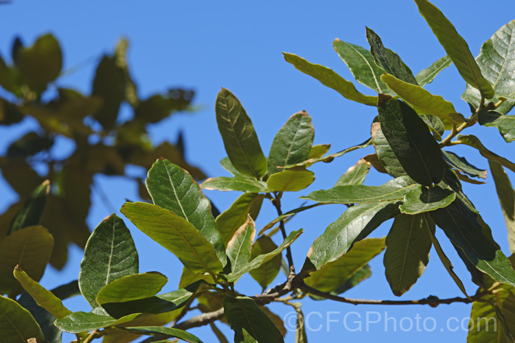 The summer foliage of Quercus crassipes, an evergreen species of oak native to Mexico, where it occurs across much of the country. It can grow to 17m tall It has leathery, unlobed leaves and the young buds and branches are downy