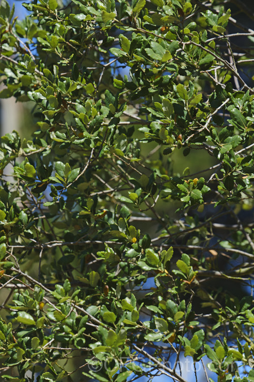The summer foliage of the Coastal Live Oak (<i>Quercus agrifolia</i>), an evergreen tree native to California west of the Sierra Nevada, from Mendocino to Baja. California. It can grow to as much as 30m tall and live for over 1000 years