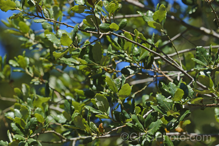 The summer foliage of the Coastal Live Oak (<i>Quercus agrifolia</i>), an evergreen tree native to California west of the Sierra Nevada, from Mendocino to Baja. California. It can grow to as much as 30m tall and live for over 1000 years