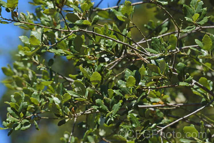 The summer foliage of the Coastal Live Oak (<i>Quercus agrifolia</i>), an evergreen tree native to California west of the Sierra Nevada, from Mendocino to Baja. California. It can grow to as much as 30m tall and live for over 1000 years