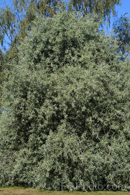 Weeping Silver Pear (<i>Pyrus salicifolia 'Pendula'), a small deciduous tree from southeastern Europe through the Caucasus to western Asia. The cultivar 'Pendula' appears identical to the species. Order: Rosales, Family: Rosaceae