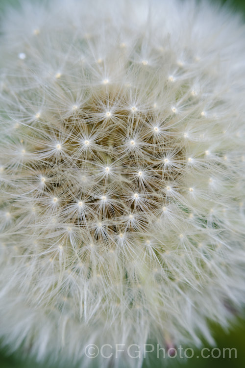 The mature seedhead of a Dandelion (<i>Taraxacum campylodes [syns. Taraxacum officinale, Taraxacum vulgare</i>), a common weed of lawns and pastures, originally native to the Northern Hemisphere but now widespread. It is commonly used by herbalists and in salads. This seedhead will soon break up and disperse its seeds on the wind. taraxacum-3348htm'>Taraxacum.