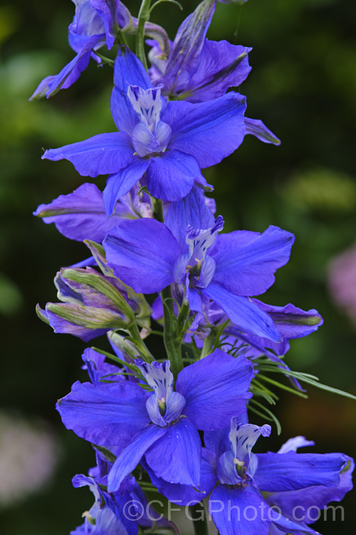 Larkspur (<i>Consolida ambigua [syn. Delphinium ajacis]), a summer- to autumn-flowering annual native to the Mediterranean area. The wild plant has blue flowers, but garden forms occur in a range of blue, mauve, purple and pink shades and white. The flower stems can be up to 1m tall, though dwarf strains are also popular. Order: Ranunculales, Family: Ranunculaceae