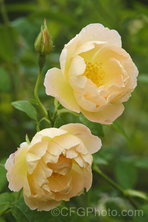 Rosa 'Windrush' (unnamed seedling x ['Canterbury' x 'Golden Wings'), a fragrant English Shrub rose raised by David Austin in 1984. In mild climates, it can become rather tall and may be espaliered. Order: Rosales, Family: Rosaceae