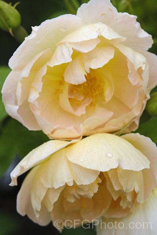 Rosa 'Windrush' (unnamed seedling x ['Canterbury' x 'Golden Wings'), a fragrant English Shrub rose raised by David Austin in 1984. In mild climates, it can become rather tall and may be espaliered. Order: Rosales, Family: Rosaceae