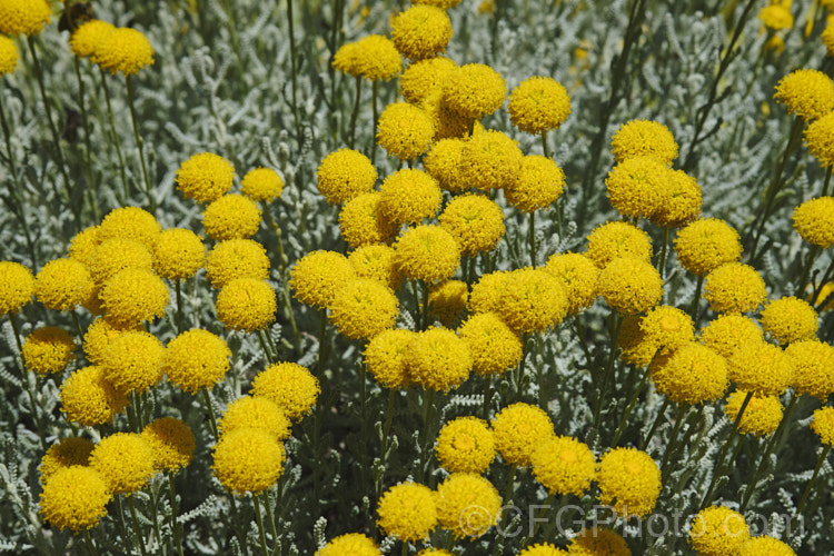 Lavender. Cotton (<i>Santolina chamaecyparissus</i>), a silver-grey-leaved, evergreen shrub native to the western and central Mediterranean region. Its small globular flower heads appear from early summer. santolina-2485htm'>Santolina.