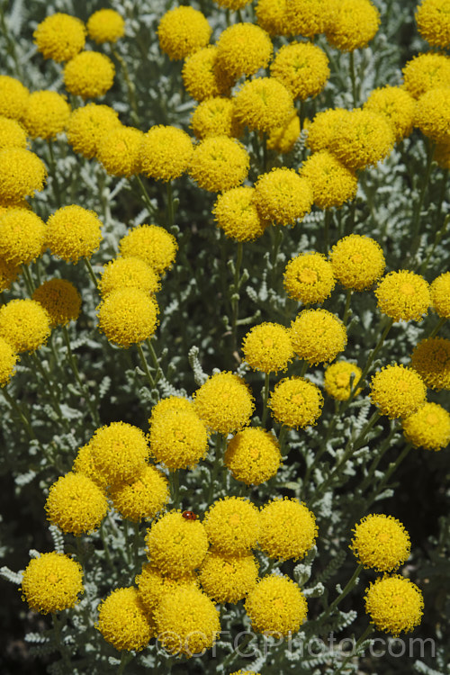 Lavender. Cotton (<i>Santolina chamaecyparissus</i>), a silver-grey-leaved, evergreen shrub native to the western and central Mediterranean region. Its small globular flower heads appear from early summer. santolina-2485htm'>Santolina.