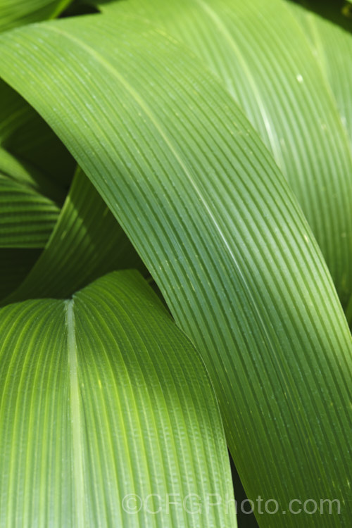 Palmgrass, Highland Pit. Pit or Broadleafed. Bristlegrass (<i>Setaria palmifolia</i>),a very wide-leaved grass native to tropical and warm-temperate Asia. The foliage creates an effect similar to a low, clumping palm, though when the plumes of flowers appear its true identity is revealed. While very ornamental, this species has the potential to be invasive in suitable climates. setaria-3631htm'>Setaria. .