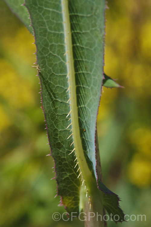 The spines on the underside of a leaf of New Zealand Sow Thistle or Puha (<i>Sonchus kirkii</i>), an annual soft thistle native to New Zealand Although widely considered to be a weed, its foliage was an important part of the Maori diet and in recent years the plant has become far less common. Its leaves are smooth, though they do have soft spines on the mid rib and leaf edges, and are often undivided on young plants.