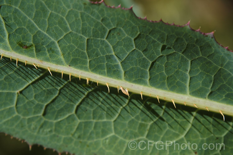 The spines on the underside of a leaf of New Zealand Sow Thistle or Puha (<i>Sonchus kirkii</i>), an annual soft thistle native to New Zealand Although widely considered to be a weed, its foliage was an important part of the Maori diet and in recent years the plant has become far less common. Its leaves are smooth, though they do have soft spines on the mid rib and leaf edges, and are often undivided on young plants.
