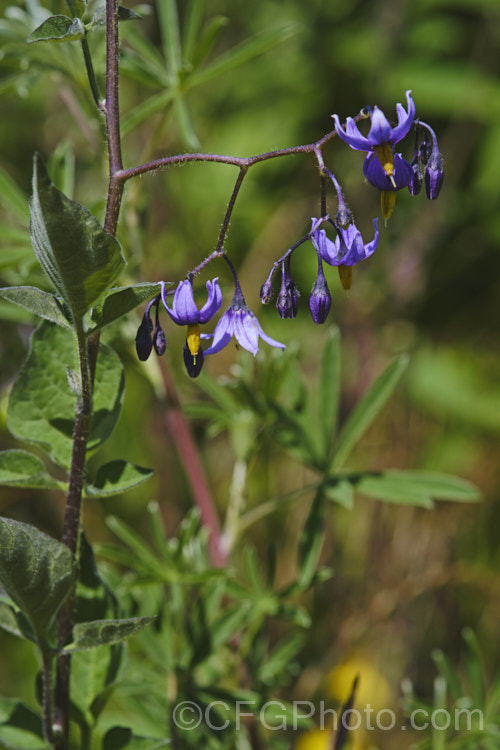 Bittersweet (<i>Solanum dulcamara</i>), a Eurasian herbaceous perennial that has established itself in most temperate areas and become a minor weed. It has a scandent growth habit and can climb through a suitable host or be shrubbier in open country. Its purple flowers open from early summer and develop in green fruits that turn to orange and then red as they ripen