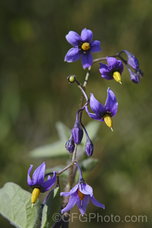 Bittersweet (<i>Solanum dulcamara</i>), a Eurasian herbaceous perennial that has established itself in most temperate areas and become a minor weed. It has a scandent growth habit and can climb through a suitable host or be shrubbier in open country. Its purple flowers open from early summer and develop in green fruits that turn to orange and then red as they ripen