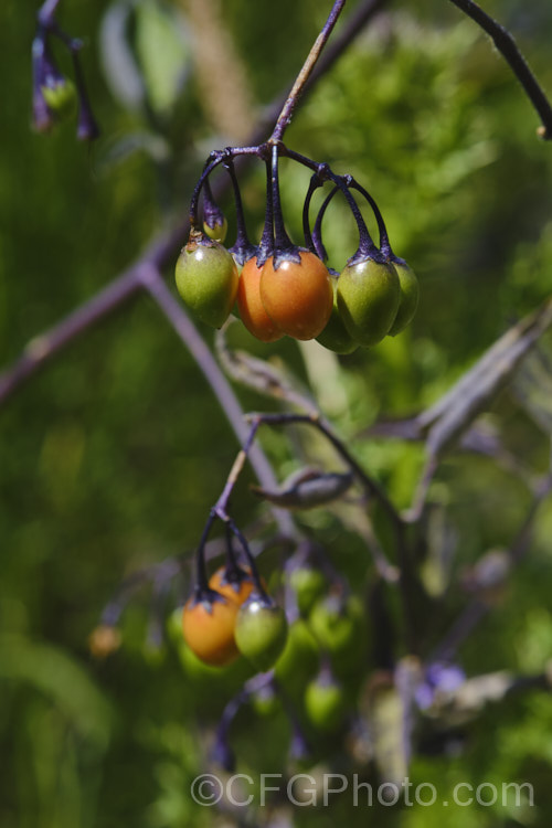 Bittersweet (<i>Solanum dulcamara</i>), a Eurasian herbaceous perennial that has established itself in most temperate areas and become a minor weed. It has a scandent growth habit and can climb through a suitable host or be shrubbier in open country. Its purple flowers open from early summer and develop in green fruits that turn to orange and then red as they ripen