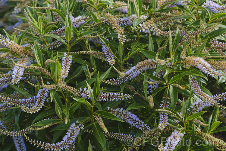 Koromiko (<i>Veronica salicifolia [syn. Hebe salicifolia]), a large evergreen shrub native to New Zealand, where it occurs throughout the South Island and Stewart Island The main flowering period is early summer, but in a mild climate the plant has flowerheads for much of the year. It can grow to as much as 45m high and wide but is easily kept trimmed to a much smaller size